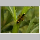 Amblyteles armatorius - Schlupfwespe m01c 14mm-fdet02.jpg